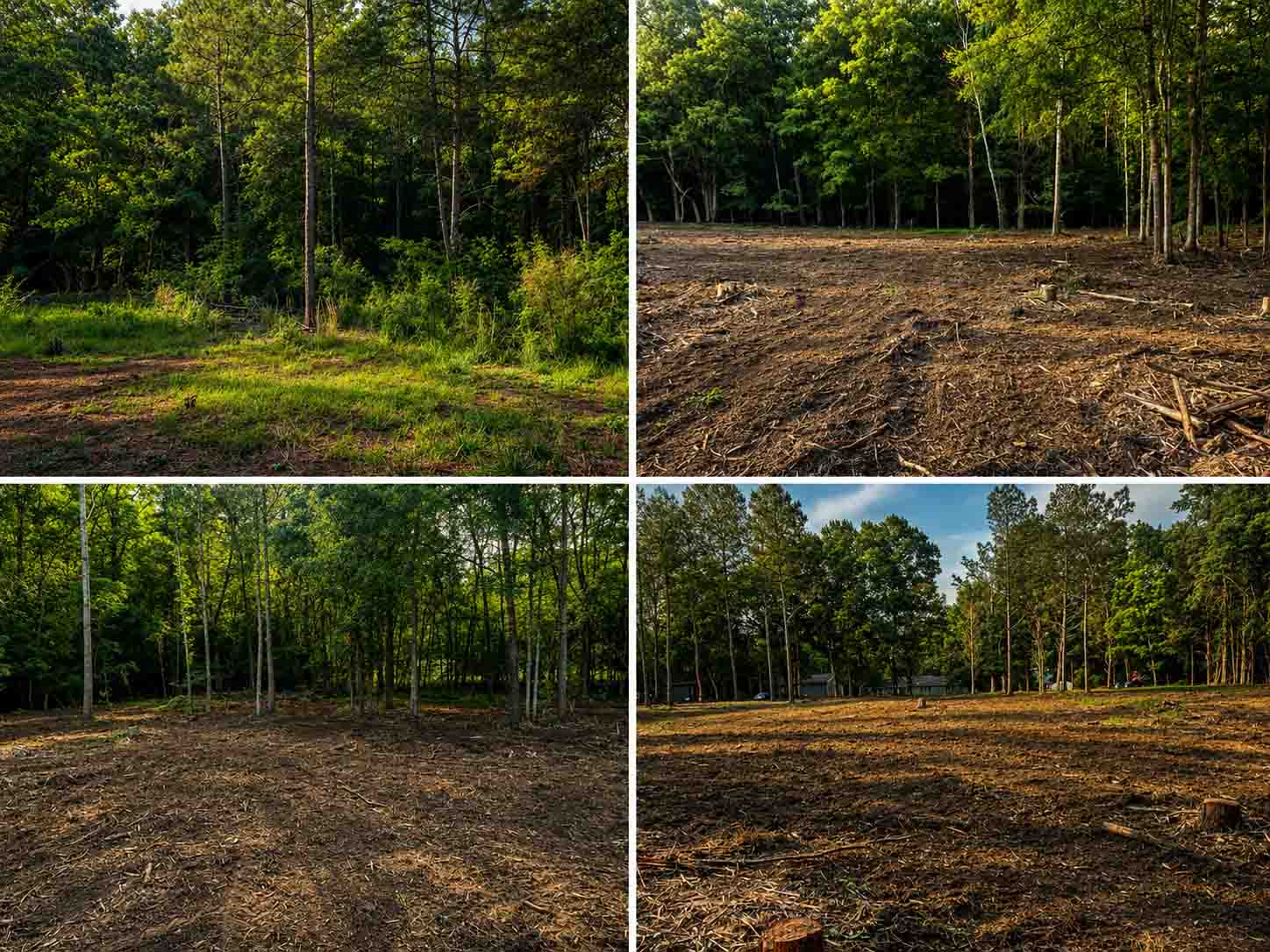 Path and trail clearing in the woods